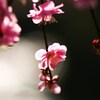 玉ボケ