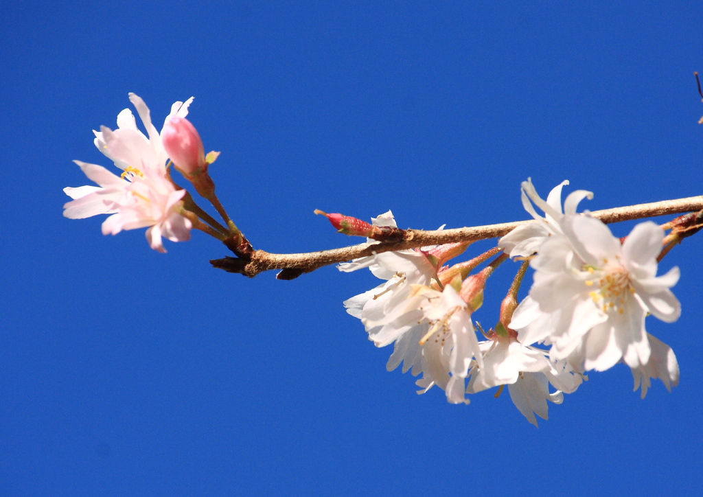 冬桜