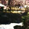 しだれ梅