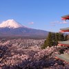 新倉山浅間神社桜満開