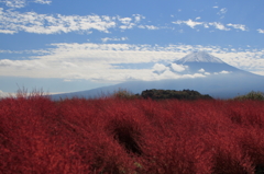 コキアーと富士山