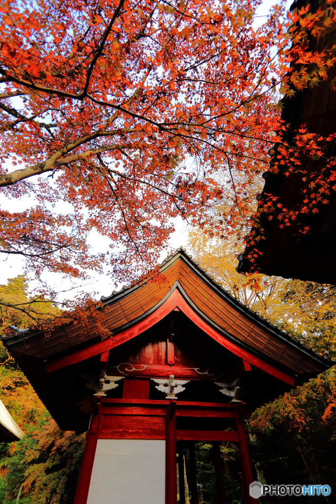 小松寺の紅葉