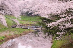 桜色