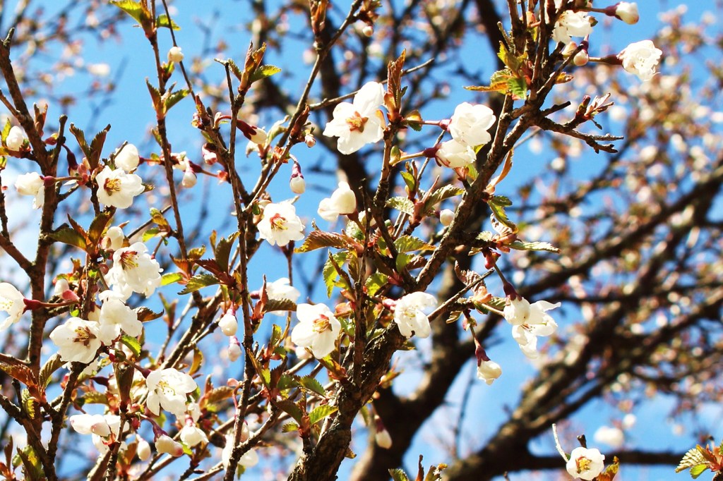 まめ桜