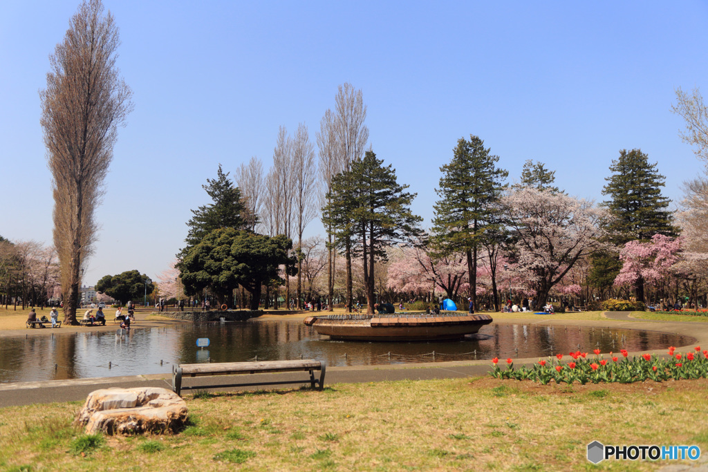 彩の森桜景色