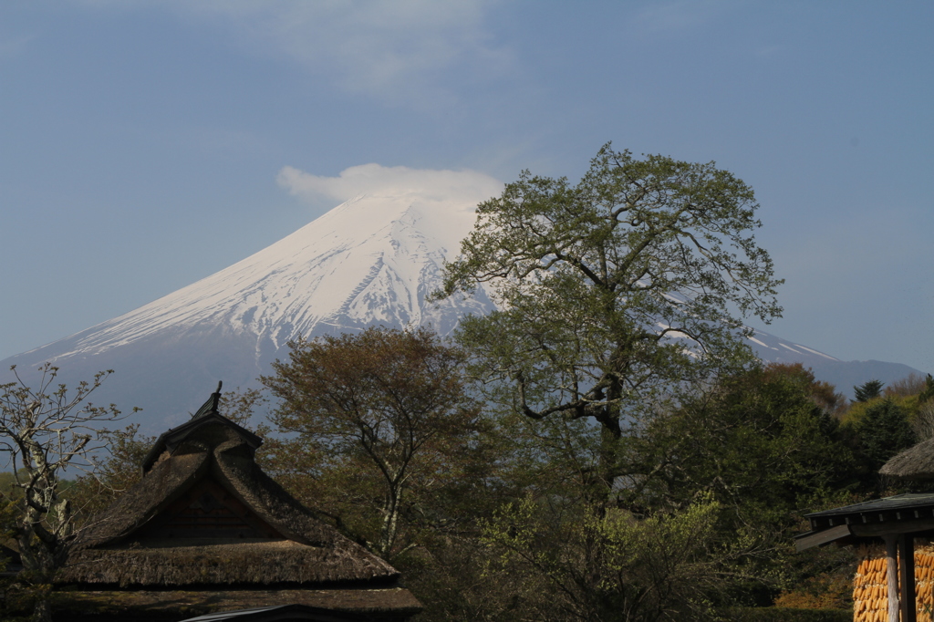 新緑の忍野富士