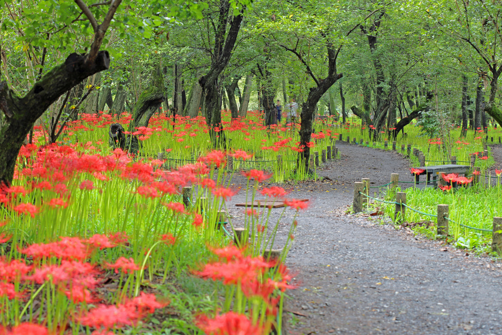 彼岸花公園