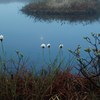池塘におぼろ月
