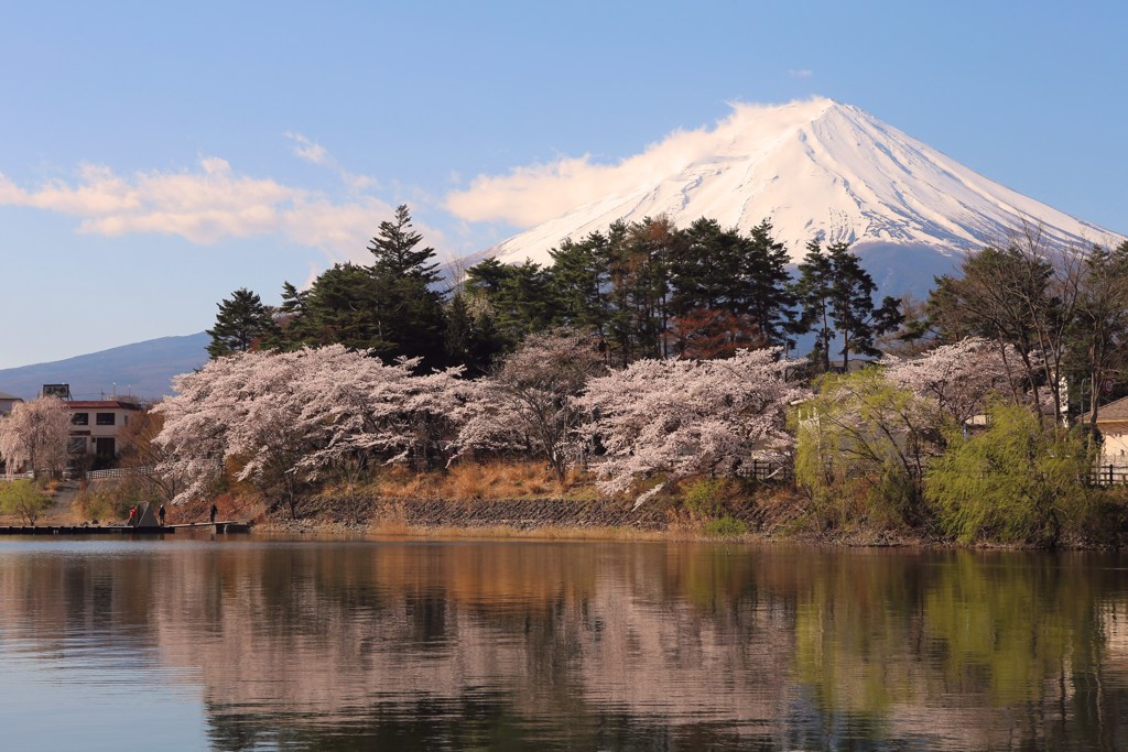 湖面の桜