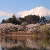 湖面の桜