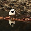 水辺の鳥