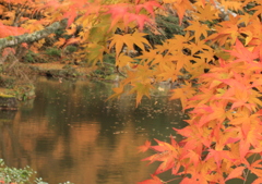 成田山竜樹池に映る紅葉