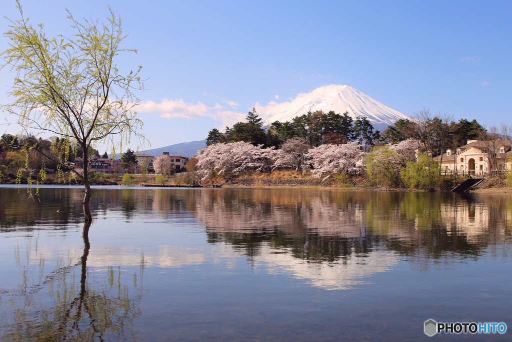 大池公園の桜