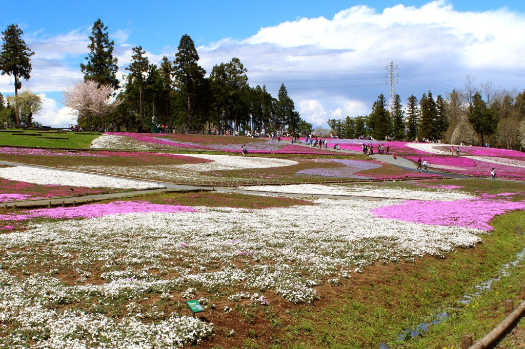 三分咲きの芝桜