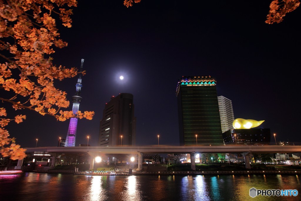 隅田公園夜桜
