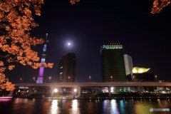 隅田公園夜桜