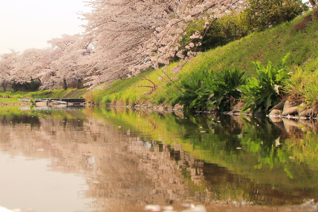 新緑の力