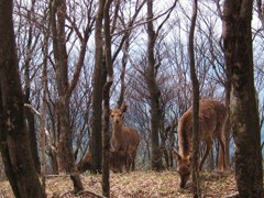 鹿とにらめっこ