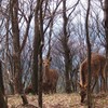 鹿とにらめっこ
