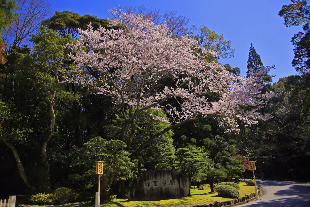 神宮の桜