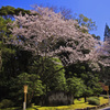 神宮の桜