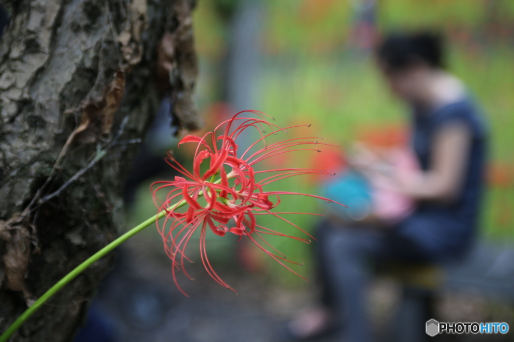 曼珠沙華