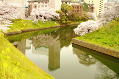 都会の桜