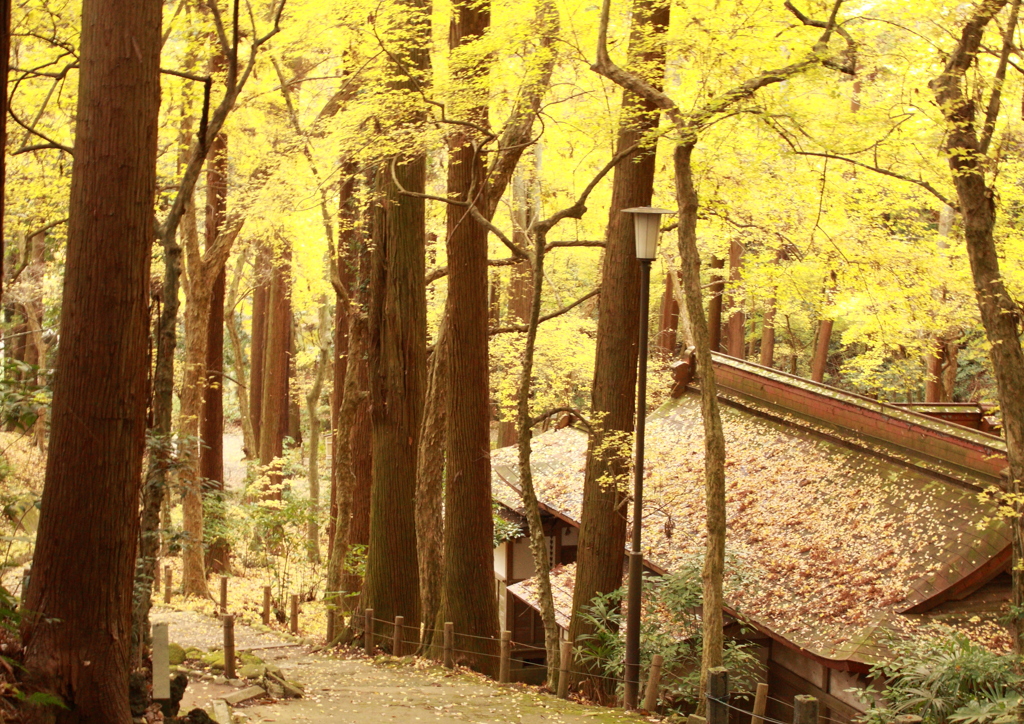 成田山公園の黄葉
