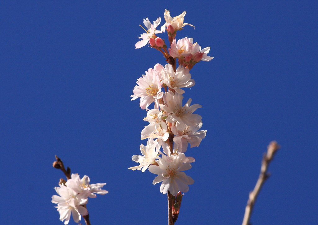冬桜
