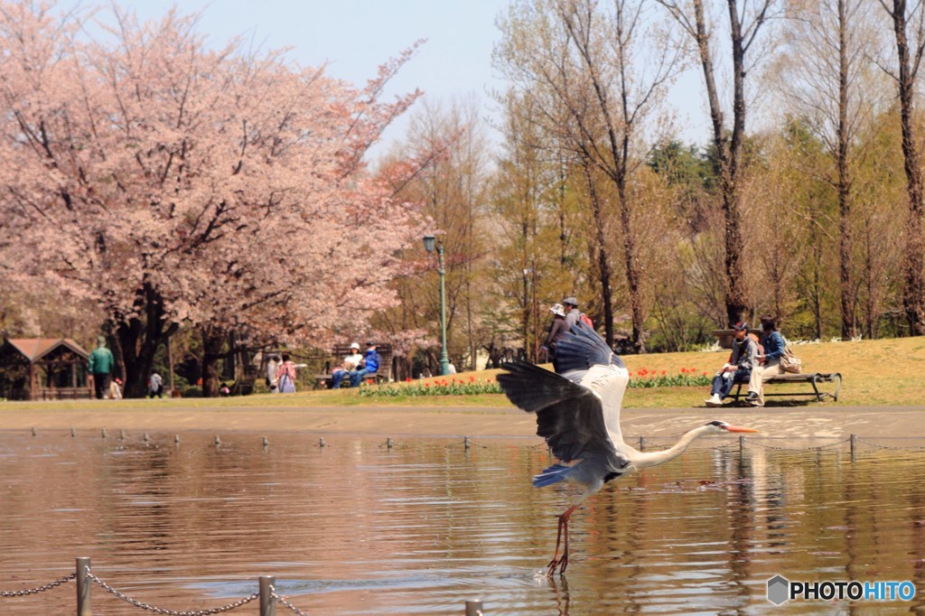 桜の咲く公園