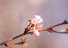 冬桜城峯公園