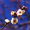 早生まれ