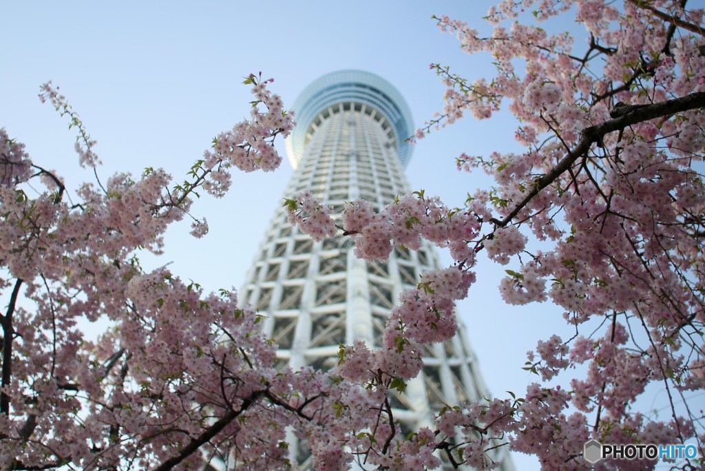 スカイツリーと桜