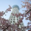 スカイツリーと桜