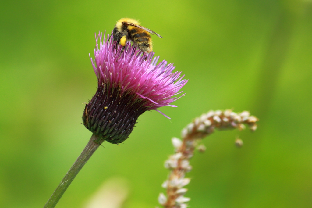 S’land　F’emblem　Thistle