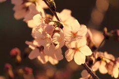 夕陽を浴びた桜