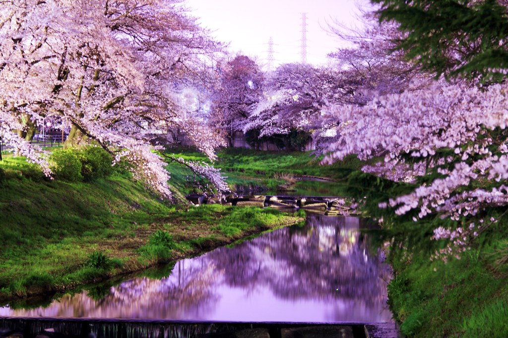 鏡面桜