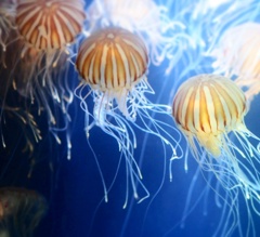 海月