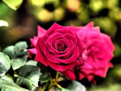 薔薇