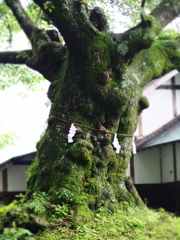 大木