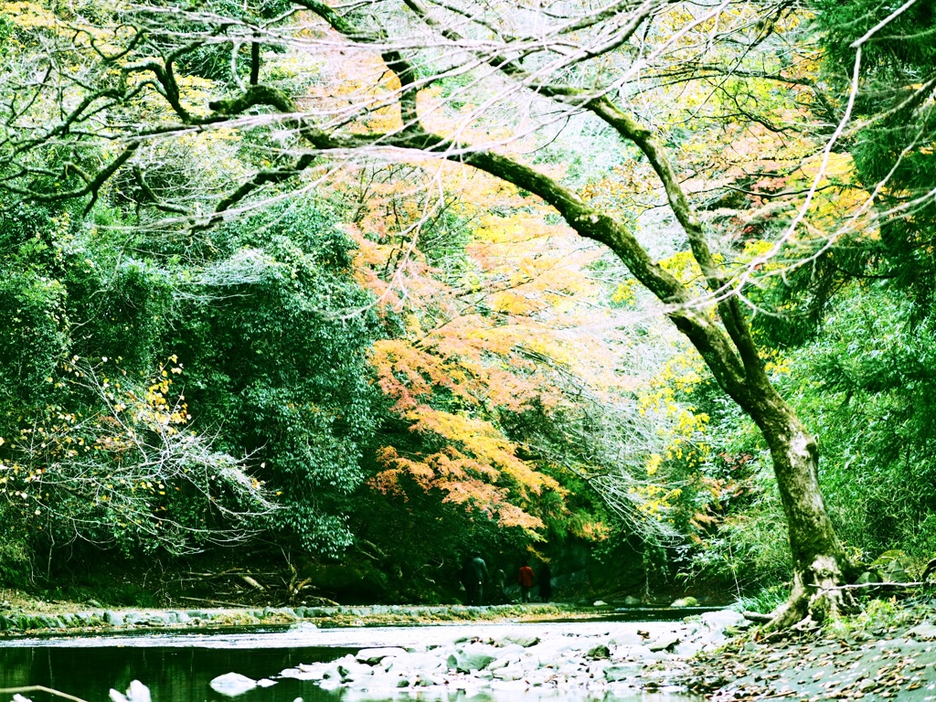 紅葉