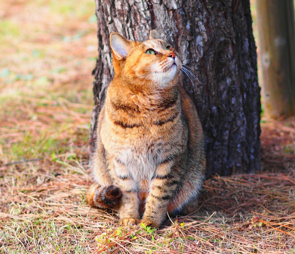 猫の空見