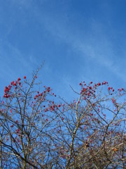 秋の空