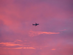 夕焼けに飛ぶ