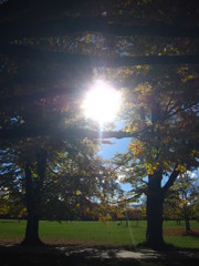 Golden Autumn