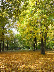 Autumn Paradise !