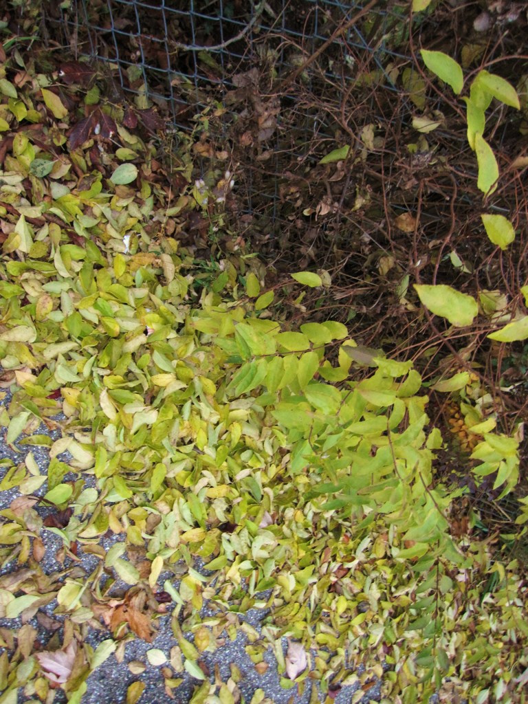 IMG_3345