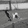 犬とサッカー