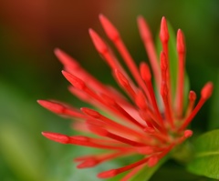 花マクロ４