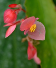 花マクロ５